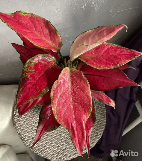 Аглаонема chery беби взрослая