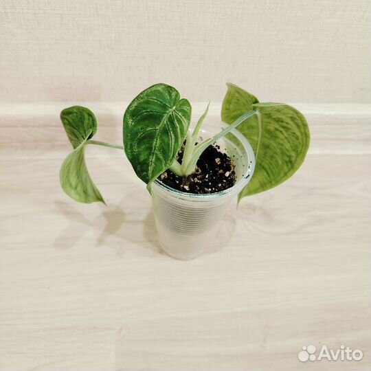 Сингониумы часть#2