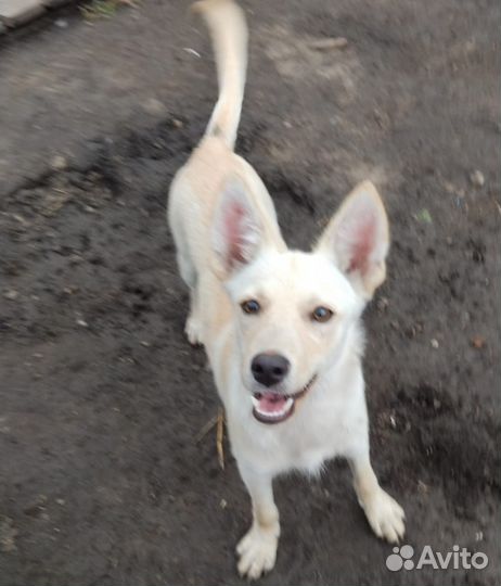 Люся в добрые руки