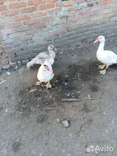 Мускусные утки