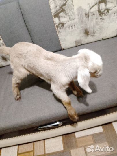 Козлик нубийская