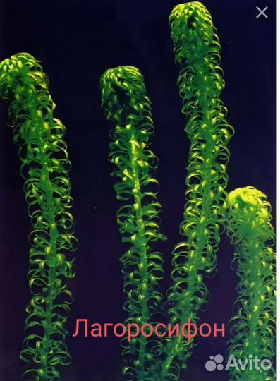 Аквариумные растения прополка