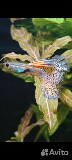 Гуппи,гурами,меченосцы, улитки