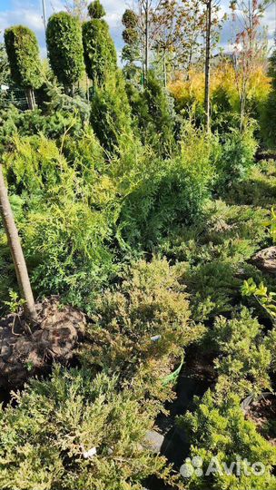 Туя брабант 100-120см