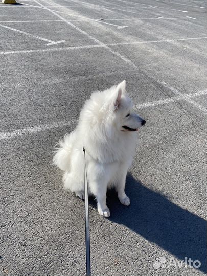 Вязка самоед