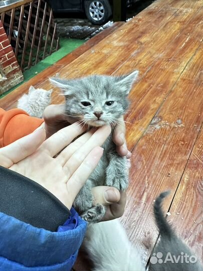 Котята в добрые руки