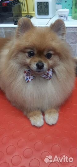 Грумер стрижка собак