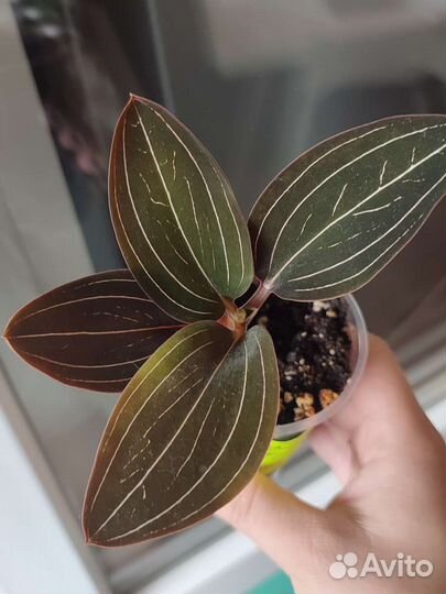 Лудизия,глоксиния