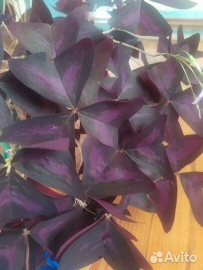 Комнатные цветы