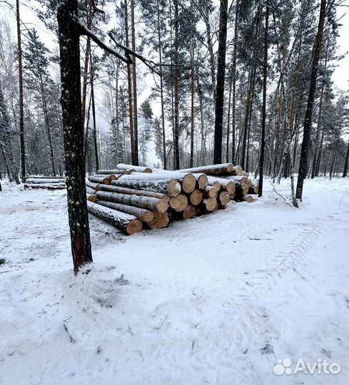 Лес круглый береза