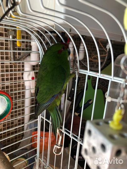 Попугай какарик