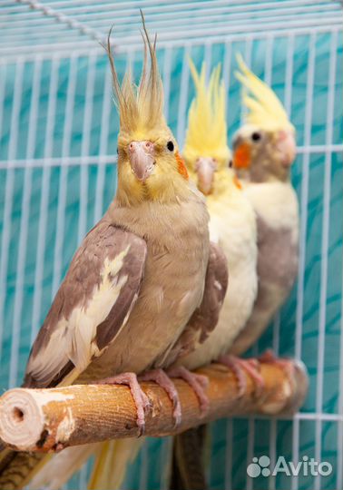 Попугай нимфа корелла малыши