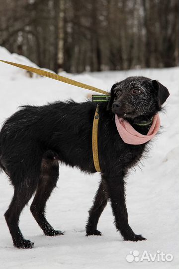 Собачка в дар беплатно