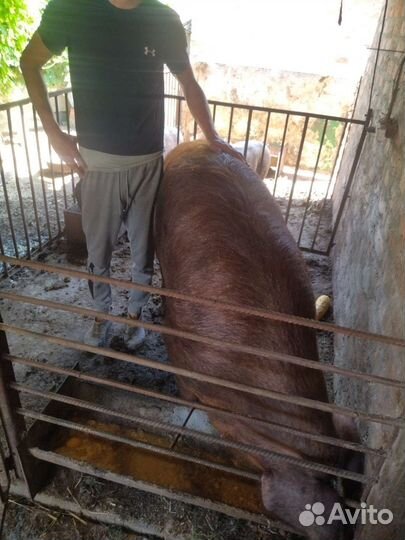 Хряк на племя