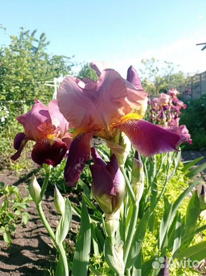 Многолетники для сада