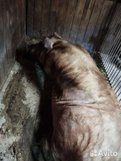 Хряк, 2 года