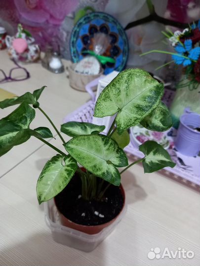 Комнатные цветы