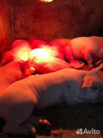 Поросята
