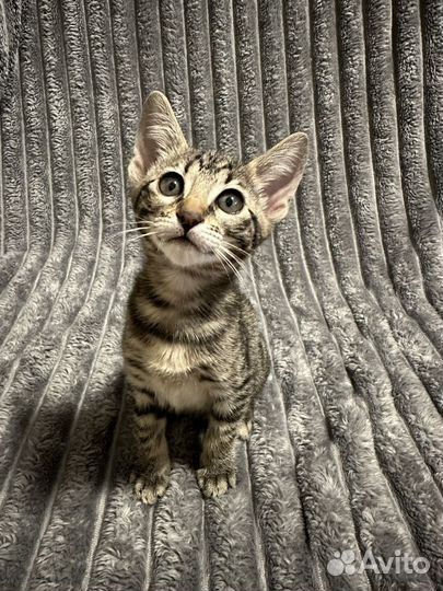 Ориентальные азиатские котята