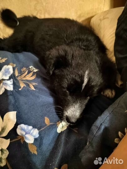 Отдам щенков в добрые руки бесплатно