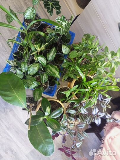 Много комнатных растений