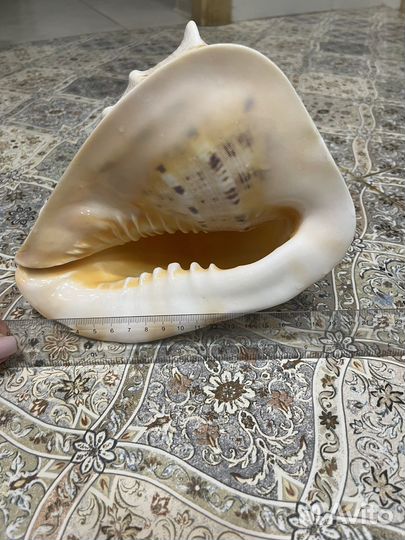 Морские ракушки раковины