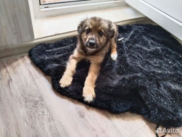 Щенки бесплатно