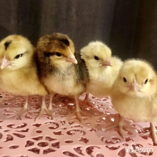 Цыплята