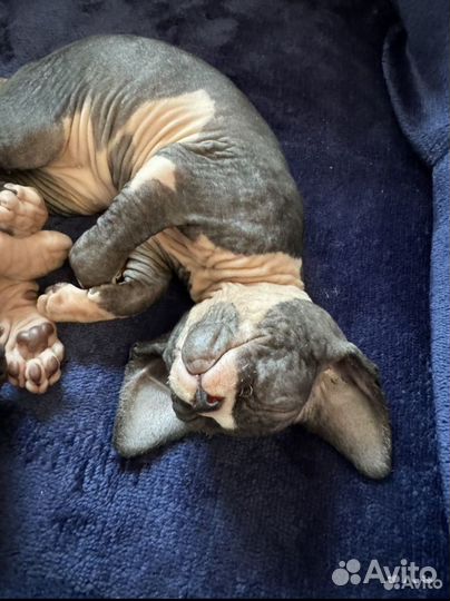 Канадский сфинкс