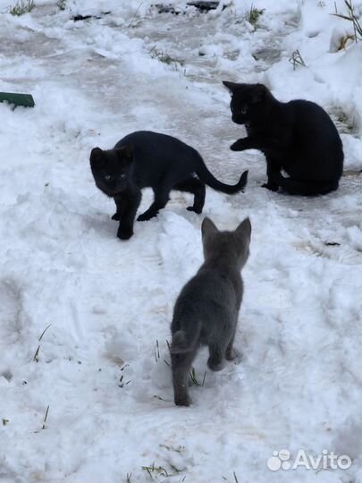 Котята бесплатно