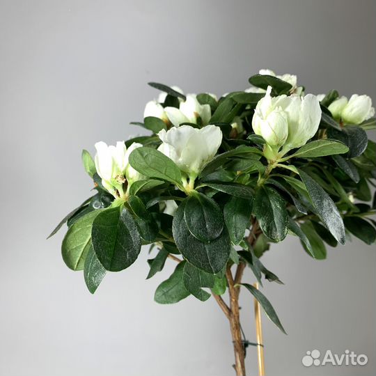 Азалия индика штамб