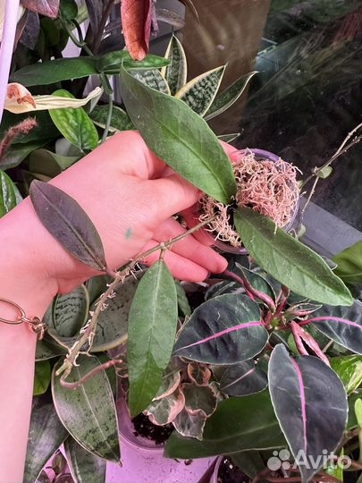 Хойя,hoya часть 7