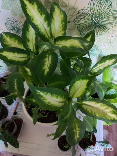 Дифенбахия камилла