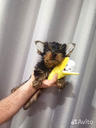 Йоркширский терьер VIP класса