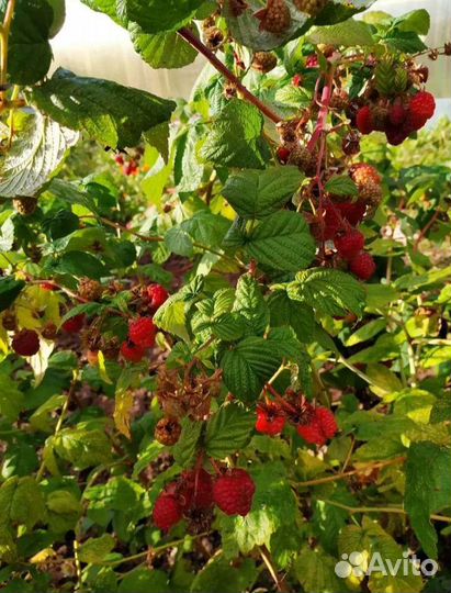 Малина домашняя