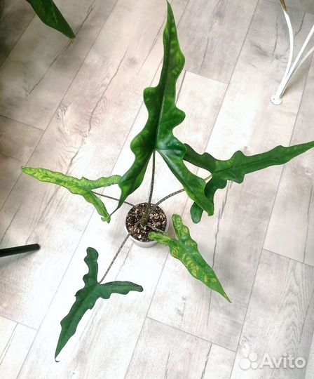 Алоказия Devil Horn