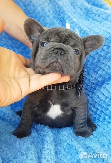 Французский бульдог голубой мальчик