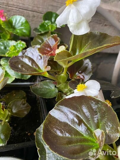 Бегония вечноцветущая