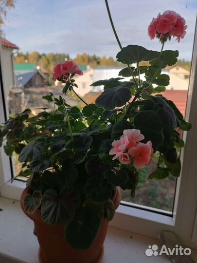 Пеларгония герань