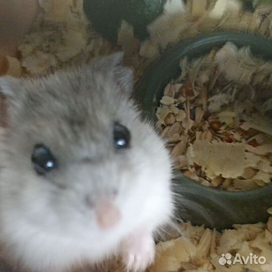 Джунгарский хомяк маленький