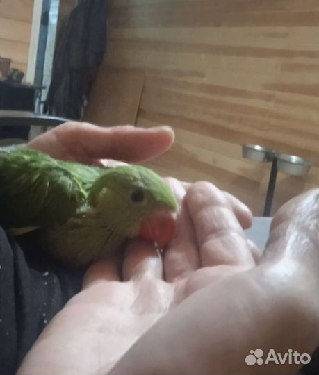Ожереловый попугай птенец выкормыш