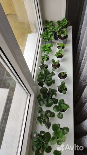 Фиалки молодые