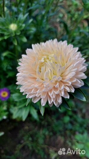 Астры срезка