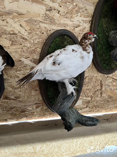 Чучело птицы / куропатка (имитация)