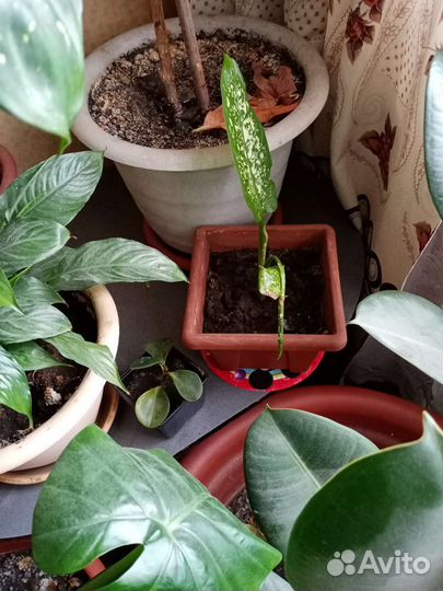 Диффенбахия