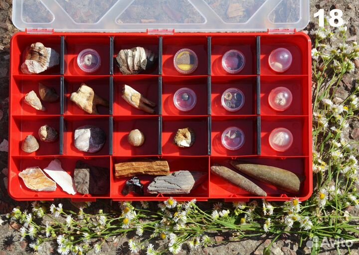 Наборы окаменелостей