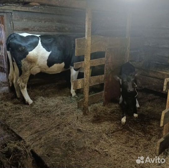 Корова с теленком