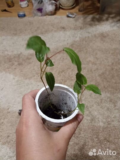 Комнатные цветы фуксия сортовая крупный цветок