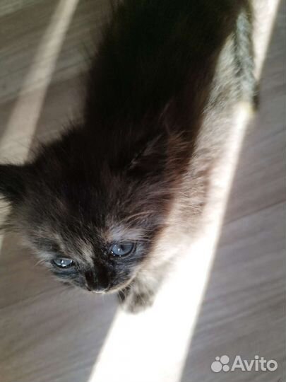 Кошка в дар бесплатно