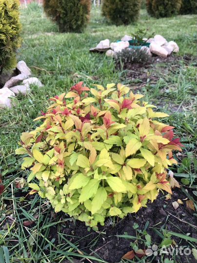 Спирея японская Голдфлейм